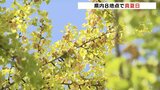 イチョウの木に銀杏実り秋の訪れ感じるも…富山県内8地点で真夏日|TBS NEWS DIG