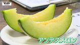 収穫されたメロンが次々と! 初夏の味覚 "ネットメロン" の出荷はじまる(山形・鶴岡市) | 山形のニュース│TUYテレビユー山形
