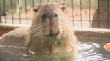 「いい湯だな～」22日の冬至を前に　カピバラが「ゆず湯」でくつろぐ　長野・須坂市動物園　|　SBC NEWS | 長野のニュース | SBC信越放送