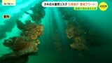 カキの大量死を防ぐ“アラート” 県内5海域で「警戒」レベルに 海水温は昨年同様に上昇傾向 広島|TBS NEWS DIG
