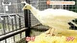 真っ白なクジャクが誕生！　河北町児童動物園にまたまたニューフェイス　性別がわかるのは3年後…って、なんで？（山形）|TBS NEWS DIG