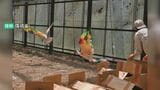 2回目放鳥へ トキ12羽の順化訓練スタート 9月頃に石川・中能登町でソフトリリース方式で|TBS NEWS DIG