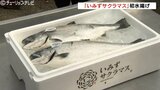 脂ののった「いみずサクラマス」今シーズン初水揚げ 生で食べるのが一番美味 富山 | 富山のニュース|天気・防災|チューリップテレビ