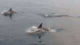 【イルカの大群!動画あり】「ざっと数えて100頭」瀬戸内海で目撃される | 山口のニュース・天気・防災|tys NEWS|tysテレビ山口