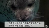 新天地の「水が合う」ゴマフアザラシ「ひかり」青森から静岡へ到着 引っ越し先でも好奇心旺盛|TBS NEWS DIG