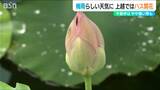 午前中はやや強い梅雨らしい天気のなか 上越ではハス開花 新潟県 | 新潟のニュース・天気|BSN NEWS|BSN新潟放送