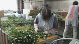 お盆を前に「菊」の出荷が最盛期 愛知・碧南市は県内有数の産地 猛暑の影響で1週間ほど生育遅れるも品質は問題なし | 名古屋・愛知・岐阜・三重のニュース【CBC news】 | CBC web