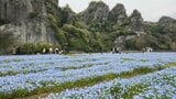 70万本のネモフィラ見ごろ 大分県中津市で春恒例イベント | 大分のニュース|OBS NEWS|大分放送