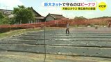 畑に巨大ネットを設置　大敵のカラスからピーナツを守る　広島･東広島市の農園|TBS NEWS DIG