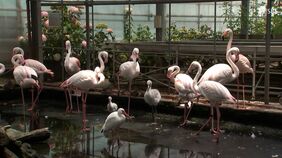 “無許可”動物園「支店」を廃止 ノースサファリサッポロの運営会社 休園中の「富士花鳥園」で動物の飼育検討も=静岡|TBS NEWS DIG