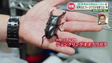 シェンクリングオオクワガタペア標本