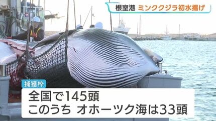 サンマを食べているクジラは脂が乗っている」今シーズンの商業捕鯨