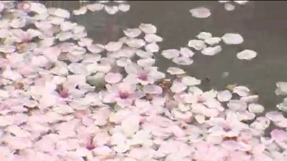 【警報級大雨の可能性】長野県の北部・中部で昼過ぎから夕方にかけて雨、南部は夕方にかけて雷を伴った激しい雨が降るところもあり「警報級大雨の可能性」も…桜にとっては花散らしの雨　|　SBC NEWS | 長野のニュース | SBC信越放送