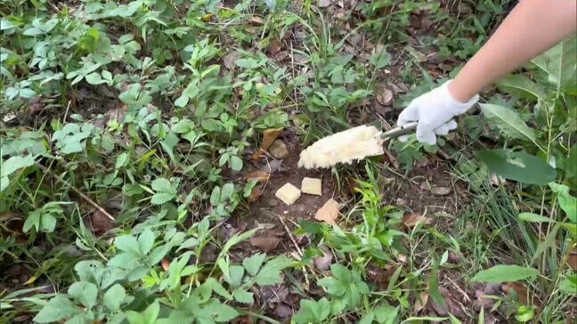 道路脇に死んでいる野生のイノシシ、豚熱に感染　福岡県内で5例目|TBS NEWS DIG