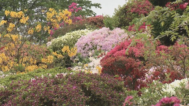 「最高です」今年は花の色濃く鮮やかに…3500株のツツジ見頃　須賀川市の大桑原つつじ園　福島|TBS NEWS DIG