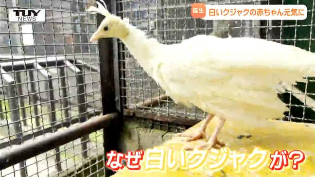 真っ白なクジャクが誕生! 河北町児童動物園にまたまたニューフェイス 性別がわかるのは3年後…って、なんで?(山形)|TBS NEWS DIG