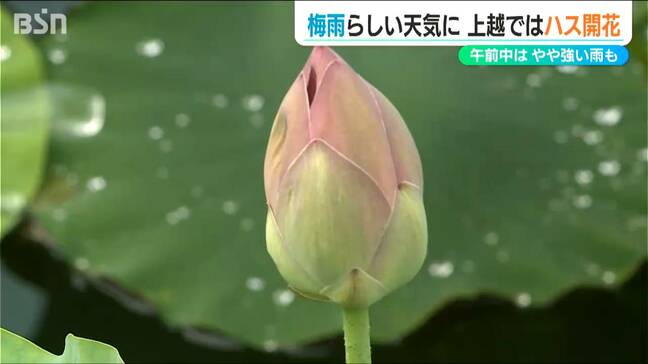 午前中はやや強い梅雨らしい天気のなか 上越ではハス開花　新潟県|TBS NEWS DIG