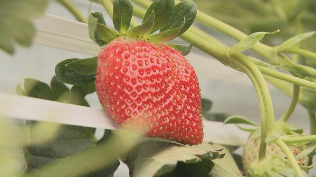 【合格いちご】受験生を応援！学問の神様まつる神社で合格願い苗を奉納|TBS NEWS DIG