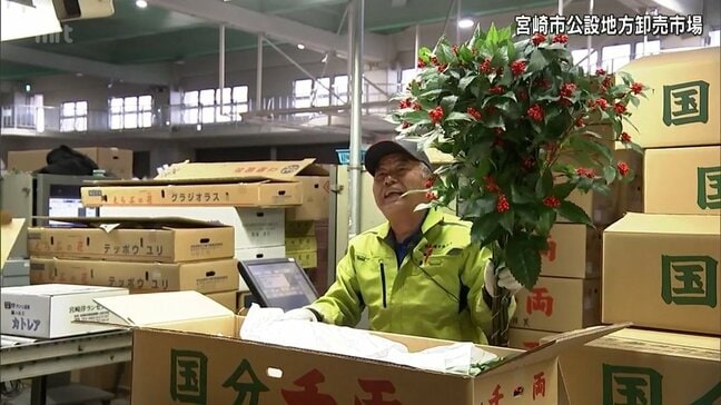 千両や南天など正月飾りの縁起物の競り　宮崎市公設地方卸売市場「企画市」|TBS NEWS DIG