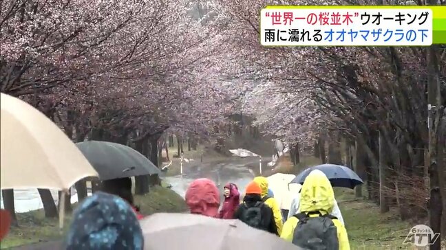 桜の雨のなか“世界一の桜並木”を約120人がウォーキング　岩木山麓に咲く6500本の「オオヤマザクラ」を楽しむ　青森県弘前市|TBS NEWS DIG