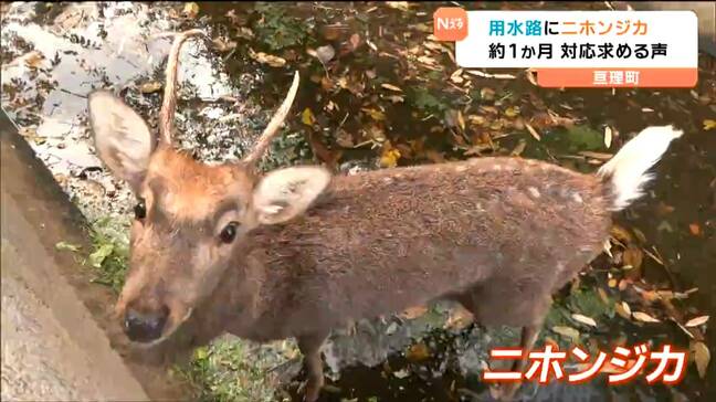 シカが深さ2mの用水路に迷い込む 「かわいそう」住民から対応求める声 町は捕獲の予定なし 宮城・亘理町|TBS NEWS DIG