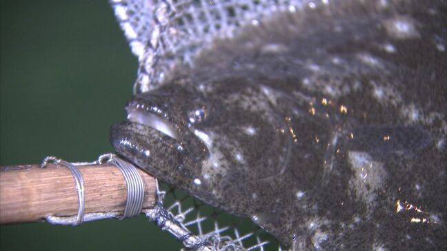 約6000匹大量死で出荷停止中・・・「笠戸ひらめ」5月7日から出荷再開へ|TBS NEWS DIG