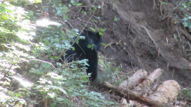 愛知･新城市で｢ツキノワグマ｣1頭を捕獲  シカやイノシシを捕らえる罠にかかる 全長1メートル10センチ 推定体重65キロ 県内の目撃情報は今年度15件目|TBS NEWS DIG