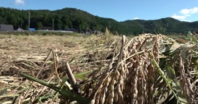 地震と豪雨の被害 奥能登の5月以降の作付けの見込みは地震前の8割に|TBS NEWS DIG