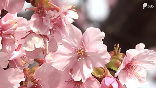 三連休最終日はポカポカ陽気!雨上がりの河津桜まつり 菜の花とのコントラストに歓声=静岡・河津町|TBS NEWS DIG