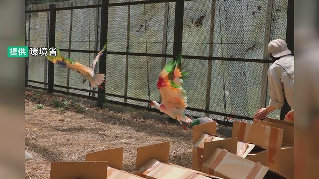 2回目放鳥へ トキ12羽の順化訓練スタート 9月頃に石川・中能登町でソフトリリース方式で|TBS NEWS DIG
