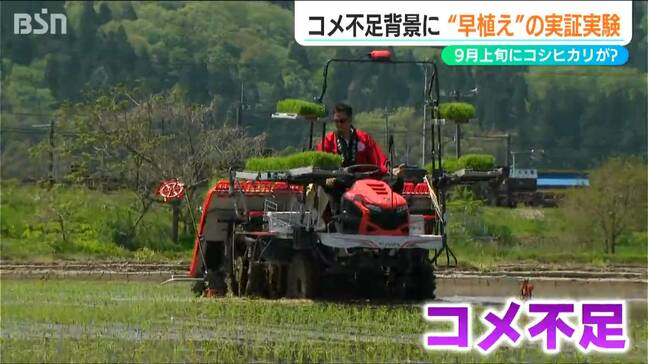 コメ不足の中、いつもより早くコシヒカリの“新米”が食卓に？ ブランド米『米山プリンセス』実証実験　新潟・柏崎市|TBS NEWS DIG