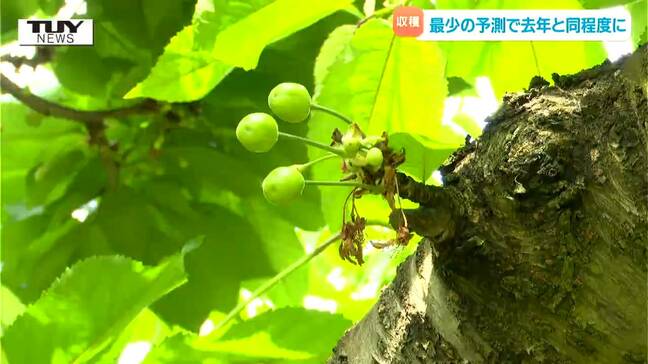 高温障害が発生すればさらに減収の可能性も...さくらんぼの予想収穫量　最少の予測で去年と同程度の可能性（山形）|TBS NEWS DIG