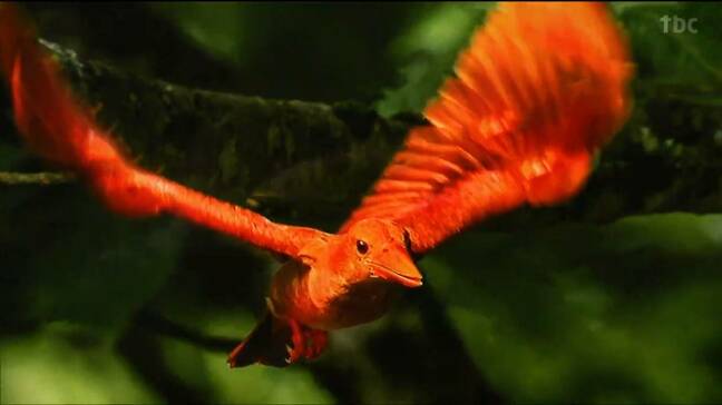 「火の鳥」とも呼ばれるアカショウビン 野鳥たちの“一瞬”を収めた写真展 愛鳥週間|TBS NEWS DIG