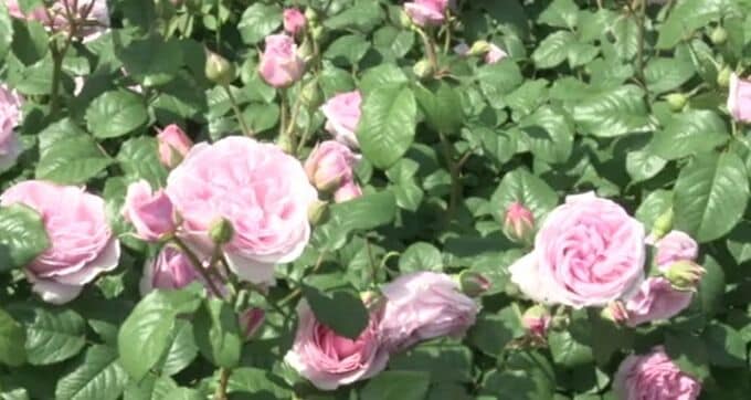 季節外れの暑さ バラの花が見ごろ 石川・小松市　|　石川県のニュース｜MRO北陸放送