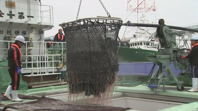時期外れなのに…サバが豊漁　研究員も理由分からず　|　BSSニュース | BSS山陰放送