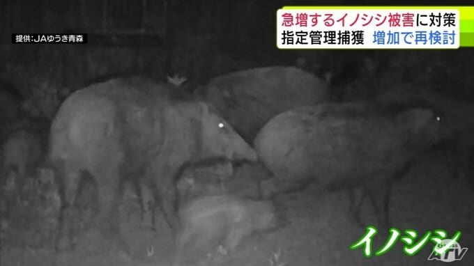 被害相次ぐ「イノシシ」の対策強化へ　今年度の青森県の指定管理捕獲は前年上回る29頭で提案も…　実態が追いついていないとして捕獲数を増やす方向で再検討することに|TBS NEWS DIG