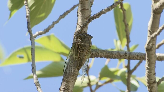 【速報】中国・近畿・東海地方で梅雨明け　いずれも平年より1日遅い梅雨明けに　|　名古屋・愛知・岐阜・三重のニュース【CBC news】 | CBC web
