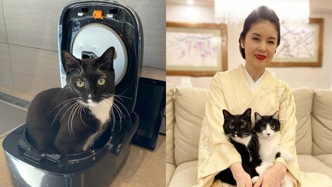 【藤あや子】愛猫マルが炊飯器の中から登場「ねこ炊いた覚えない」フォロワー悶絶「猫粒が立ってる」|TBS NEWS DIG