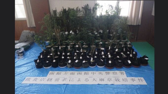 【密売か？】共同住宅の一室に大麻草47本　末端価格約515万円相当の乾燥大麻も所持か　飲食店経営の39歳男を逮捕　「営利は違う」と一部否認　函館市|TBS NEWS DIG