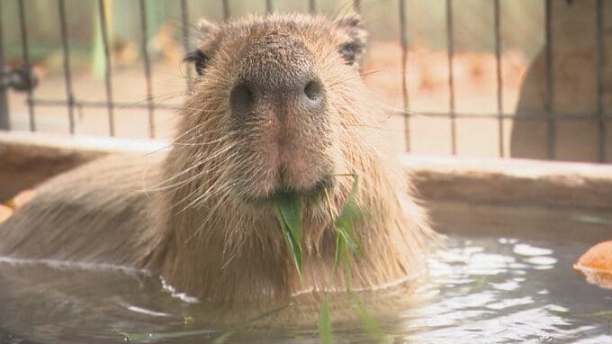 「いい湯だな～」22日の冬至を前に　カピバラが「ゆず湯」でくつろぐ　長野・須坂市動物園　|　SBC NEWS | 長野のニュース | SBC信越放送