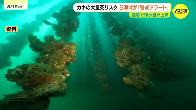 カキの大量死を防ぐ“アラート”　県内5海域で「警戒」レベルに　海水温は昨年同様に上昇傾向　広島|TBS NEWS DIG