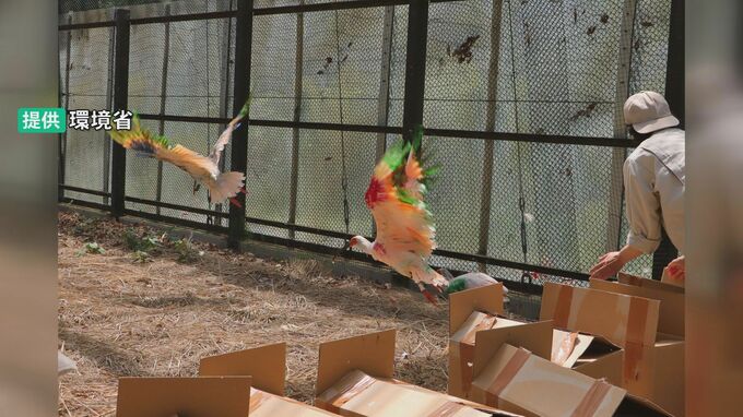 2回目放鳥へ トキ12羽の順化訓練スタート 9月頃に石川・中能登町でソフトリリース方式で|TBS NEWS DIG