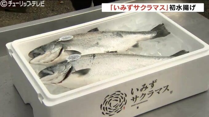脂ののった「いみずサクラマス」今シーズン初水揚げ 生で食べるのが一番美味 富山　|　富山のニュース｜天気・防災｜チューリップテレビ