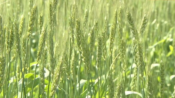 基本要綱はあるものの…主要農作物の品質を守る「種子条例」全国33道県導入 制定の声広がる 大分　　|TBS NEWS DIG