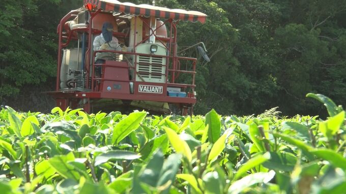 名護市で一番茶の茶摘み|TBS NEWS DIG