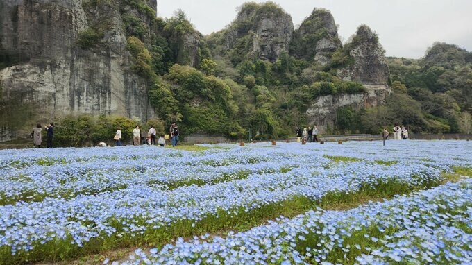 70万本のネモフィラ見ごろ 大分県中津市で春恒例イベント|TBS NEWS DIG