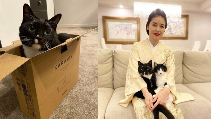 【藤あや子】愛猫マルが箱を愛して「サイズ感が完全に一致」フォロワーも猫＆箱画像を投げ合う|TBS NEWS DIG