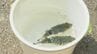 「大きくなって」　フグはえなわ漁発祥の地　粭島で2000匹のトラフグ稚魚放流　|　山口のニュース・天気・防災｜tys NEWS｜ｔｙｓテレビ山口