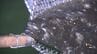 約6000匹大量死で出荷停止中･･･「笠戸ひらめ」５月７日から出荷再開へ　|　山口のニュース・天気・防災｜tys NEWS｜ｔｙｓテレビ山口