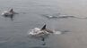 【イルカの大群！動画あり】「ざっと数えて１００頭」瀬戸内海で目撃される　|　山口のニュース・天気・防災｜tys NEWS｜ｔｙｓテレビ山口
